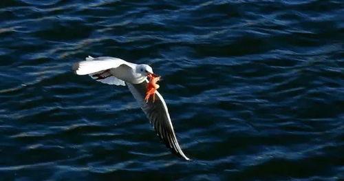 天津海鸥爆料事件视频曝光,事件真相引发公众关注 第1张 天津海鸥爆料事件视频曝光,事件真相引发公众关注 第1张