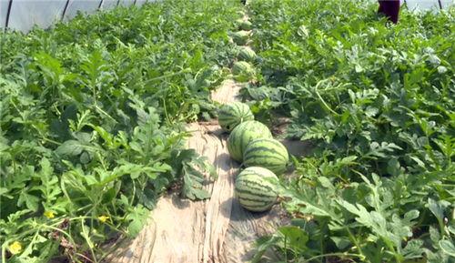 辽源吃瓜爆料视频最新消息,揭秘视频背后惊人真相！  第2张